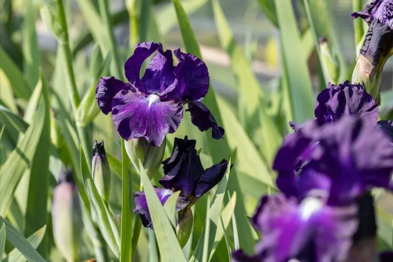 Occupational Therapy students receive a grounding in gardening