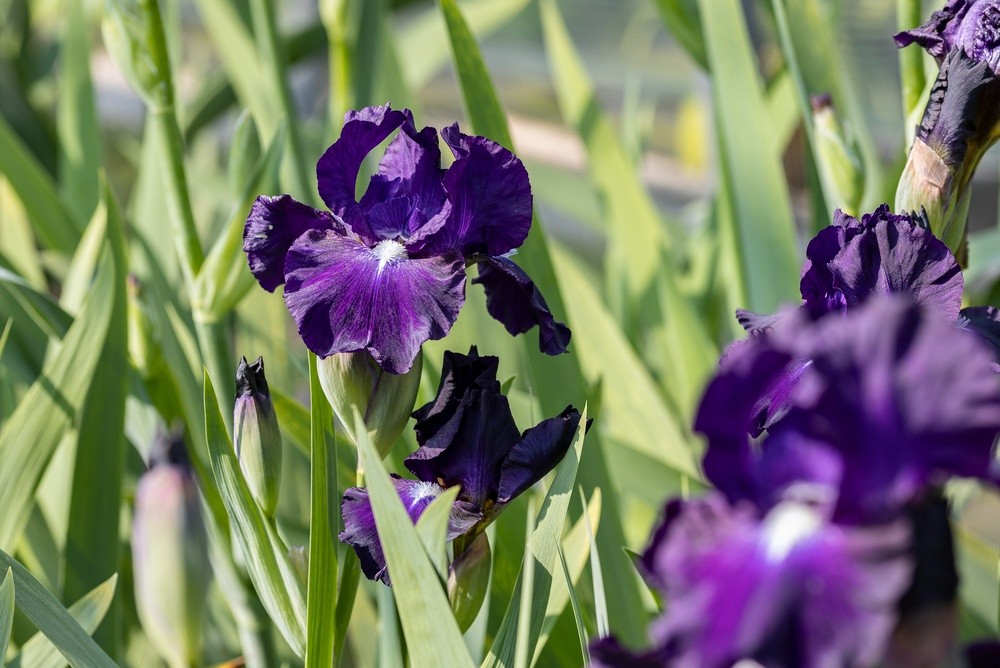 The flower of a Iris × germanica
