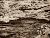 Drug treatments for brittle bones