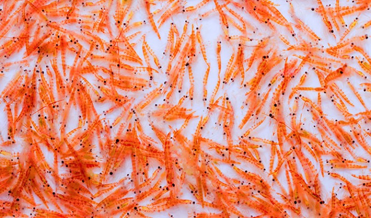 krill