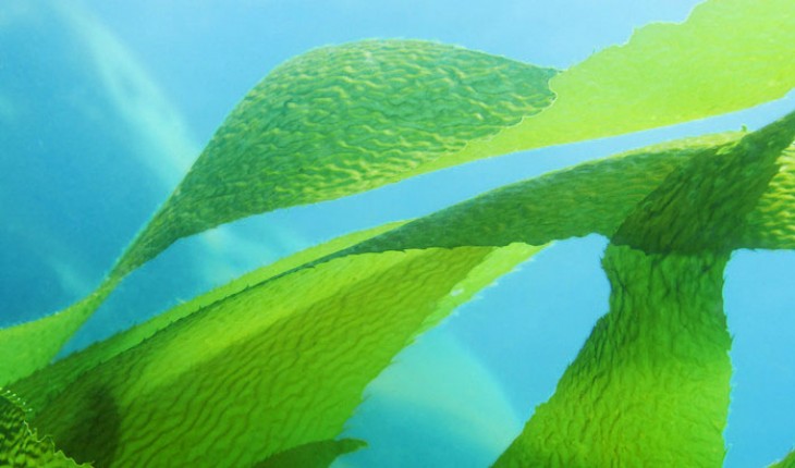 seaweed