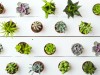 Amazing cacti