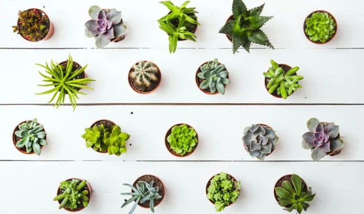 The Hippocratic Post - cacti