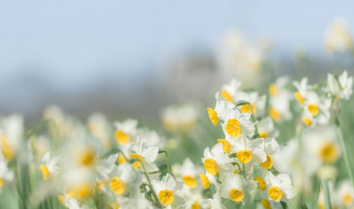 The Hippocratic Post - Narcissus