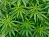 Medical Marijuana: Should cannabis be prescribed or not?