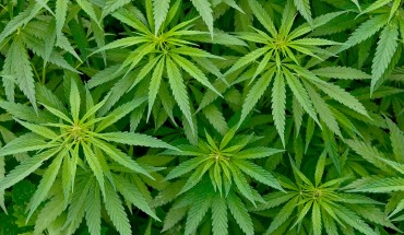 The Hippocratic Post - cannabis