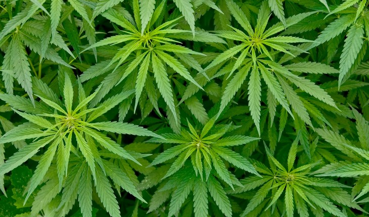 The Hippocratic Post - cannabis