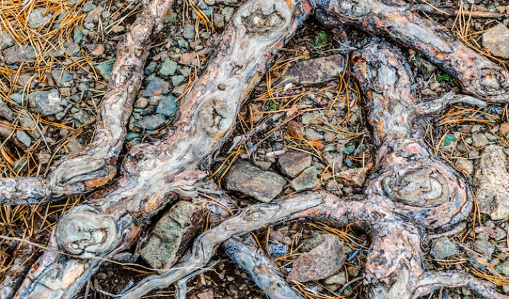 The Hippocratic Post - arthritis