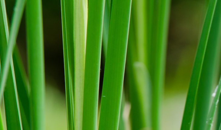The Hippocratic Post - anorexia