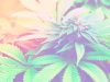 Study finds cannabidiol may improve behaviour for kids with intellectual disabilities