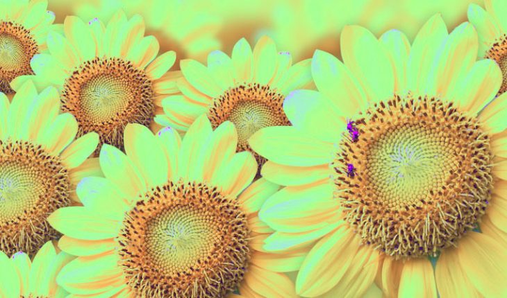 sunflower peptide