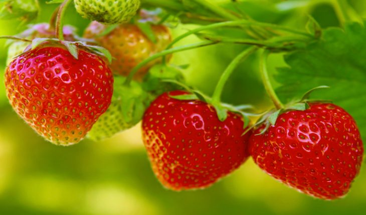 The Hippocratic Post - strawberries