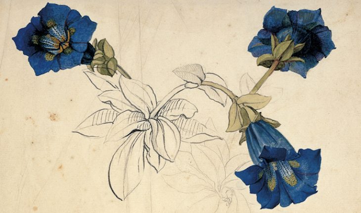 flora