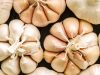 The glory of garlic
