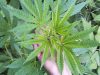 The highs and lows of cannabinoid