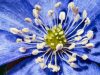 Alzheimer’s disease facts and figures