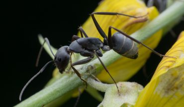 The Hippocratic Post - ants