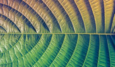Beautiful shades of green fiber leaves