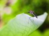 How malaria invades red blood cells