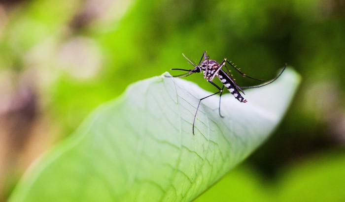 Sweet-smelling secrets of mosquito-repellent grass - BBC News