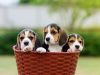 Canine lungworm doubles in four years