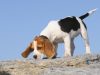 Amazing dogs changing lives for the better