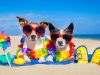 First aid for dogs: choking