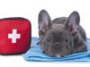 Why learning first aid for your dog is so important