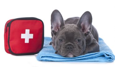 first aid for dogs