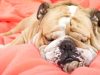 All you need to know about snoring