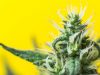 Cannabidiol could treat psychosis