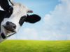 Calcium and Vitamin D supplements don’t increase risk of CVD