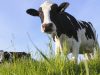 Defending ourselves from antibiotic resistance