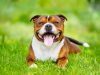 The life and times of a therapy dog