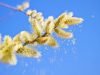 Tree pollen allergies