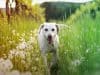 Dogs and Lyme disease