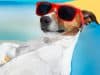 Dogs get heat exhaustion too