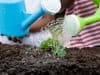 Growing vegetables helps children choose healthy diet