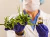 Cannabis is fuelling psychoses