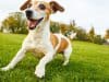 Diabetes in dogs – signs and treatment