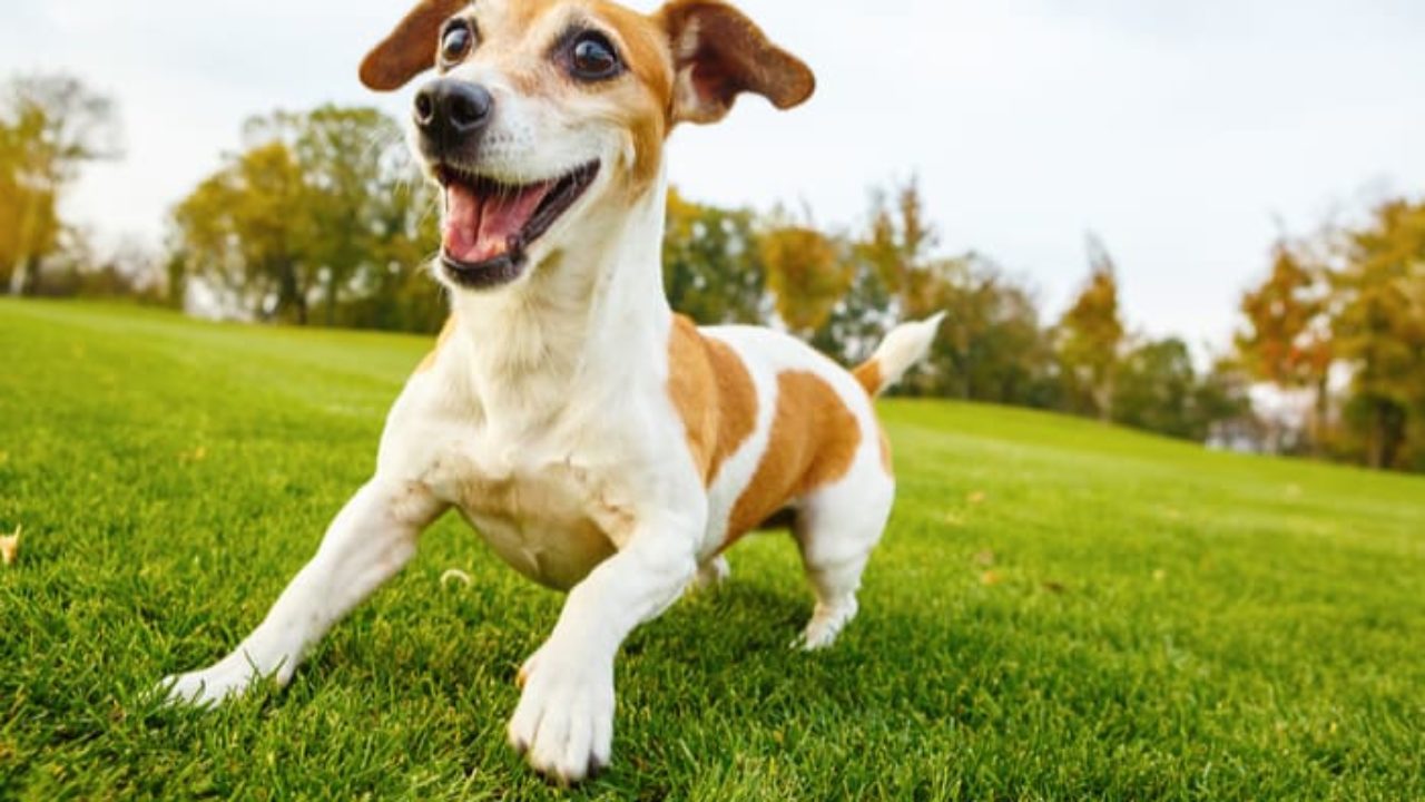 canine diabetic neuropathy