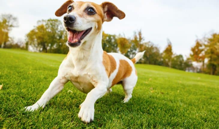 can diabetes cause paralysis in dogs