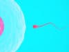 Partner selection occurs in female reproductive tract