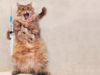 What the vet needs to know in an emergency