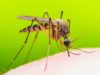 Identification of Protective Antibodies may be the Key to Effective Malaria Vaccine