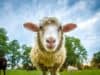 Research in Sheep Suggests Possible Early Test for Fetal Heart Health