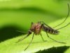 Scientists ask the public to help find mosquitoes in Scotland