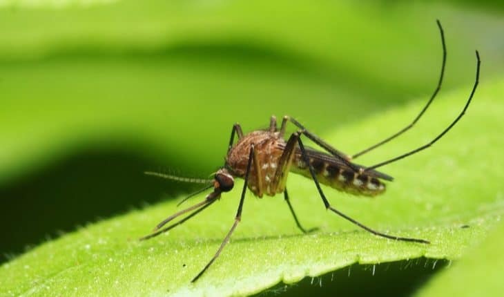 mosquitoes