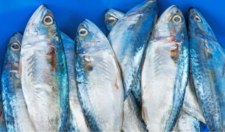 Doctoral thesis on fish