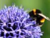 Bees’ Needs Week is 13th-17th July 2020